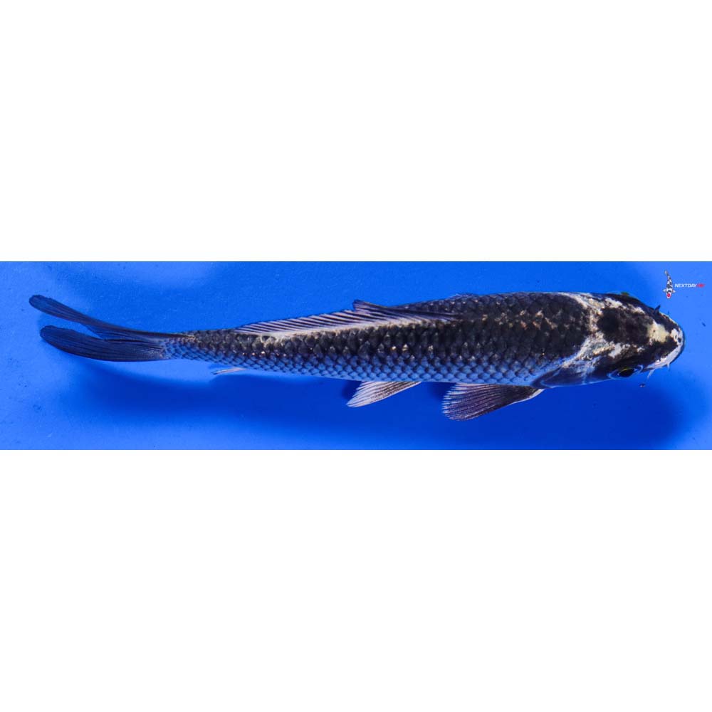 5.5” Imported Gin Matsuba