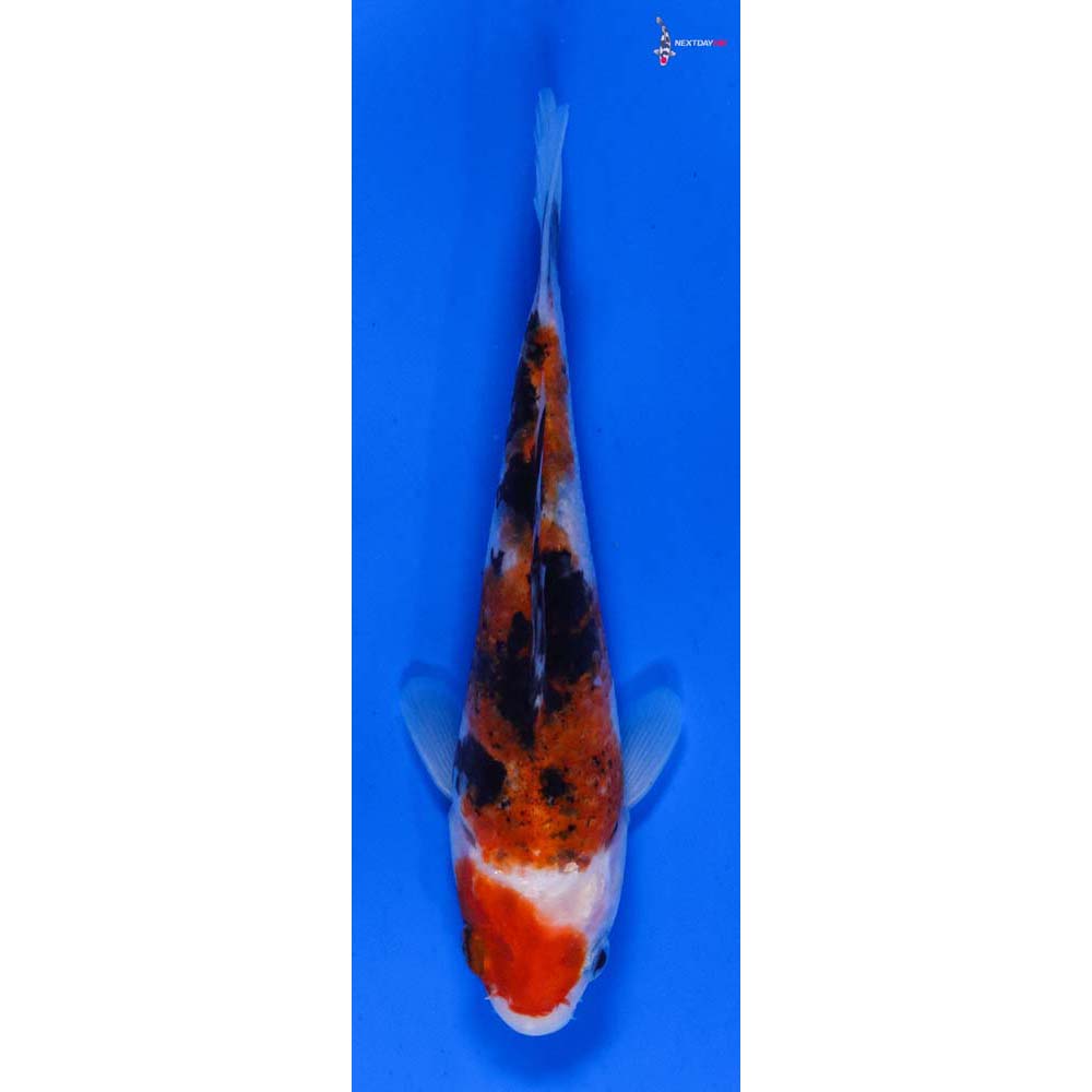 5.5” Imported Sanke