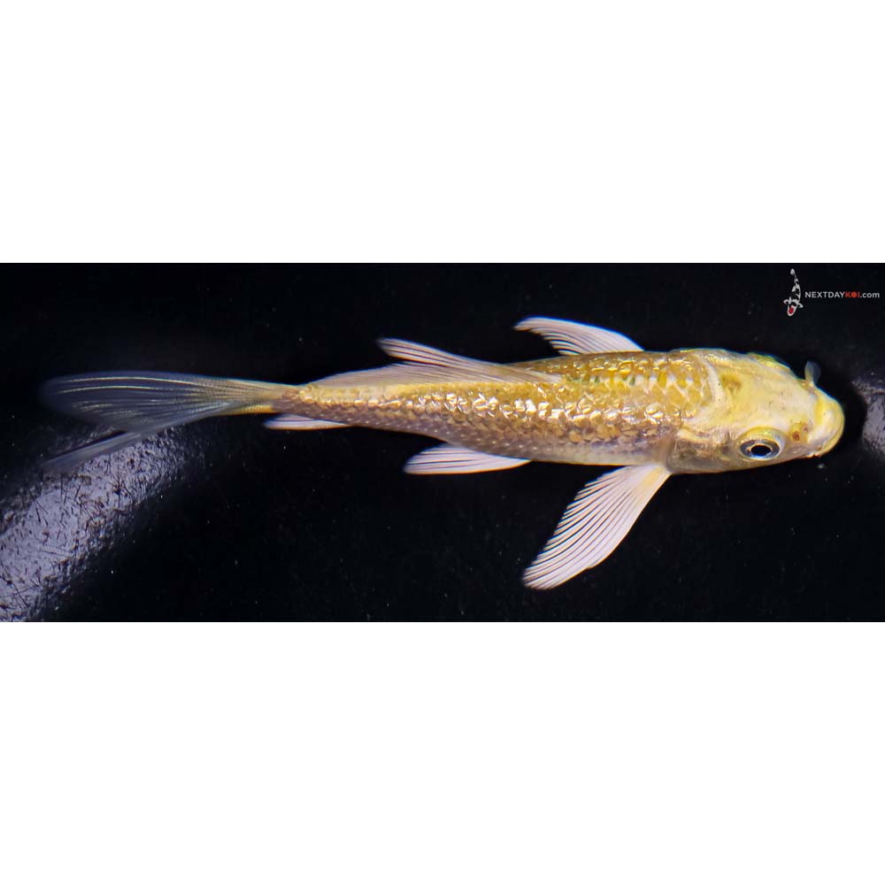 4” Imported Gin Rin Yamabuki Ogon Butterfly Koi