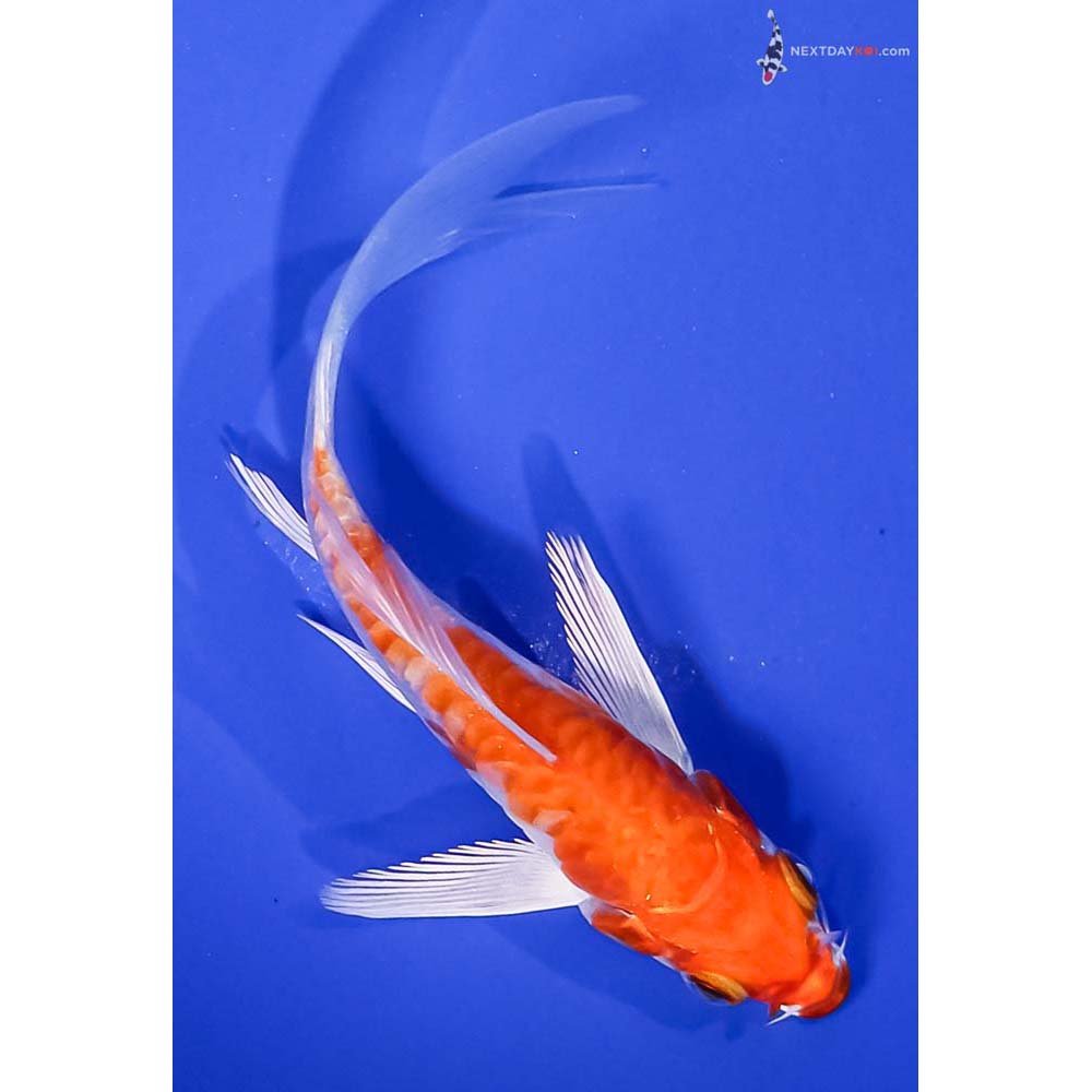 4.5” Imported Armor Scaled Hariwake Butterfly Koi