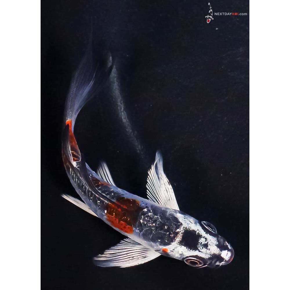 4.5” Imported Gin Rin Doitsu Blue Kujaku Butterfly Koi