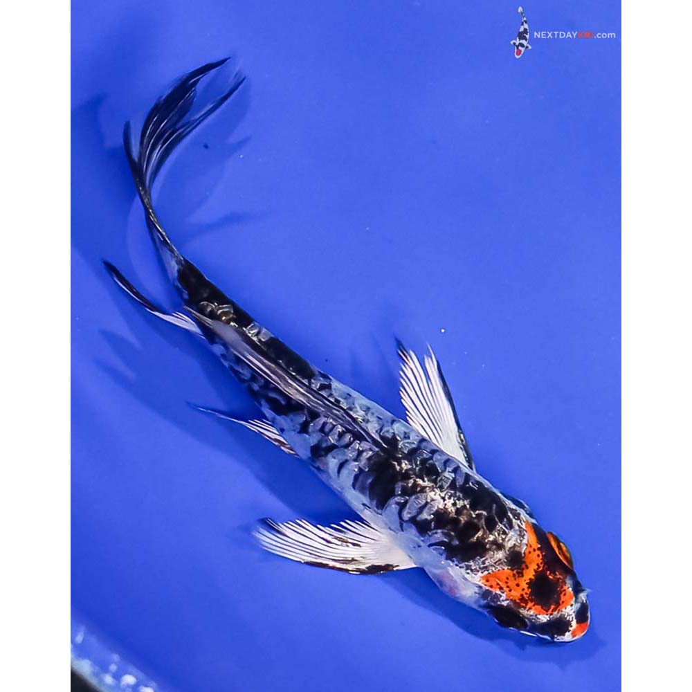 4” Imported Armor Scaled Yamato Nishiki Butterfly Koi