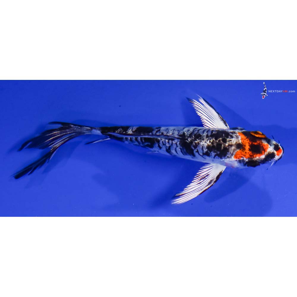 4” Imported Armor Scaled Yamato Nishiki Butterfly Koi