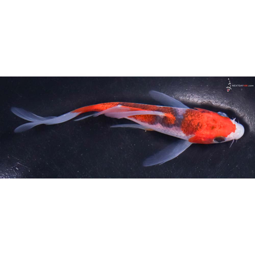 4.5” Imported Goshiki Butterfly Koi