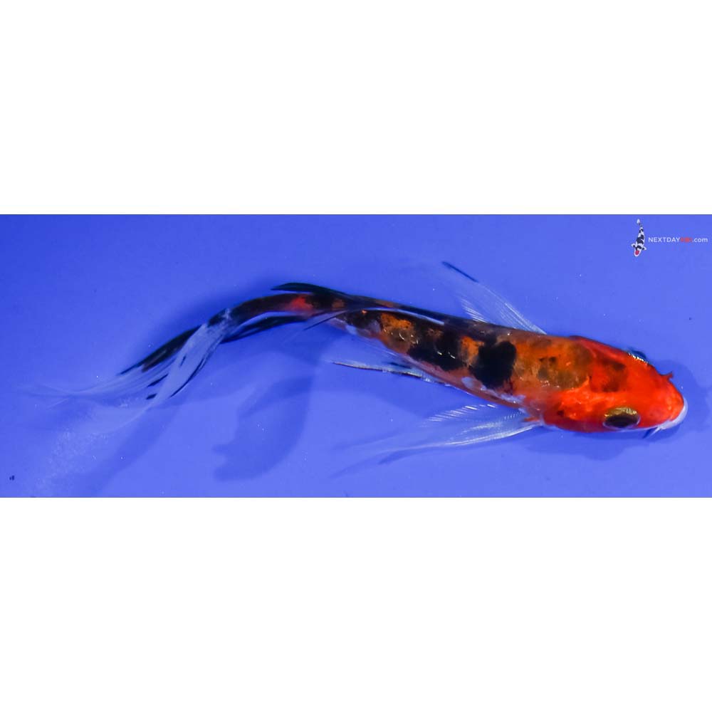 5” Imported Glass Fin Aka Sanke Butterfly Koi