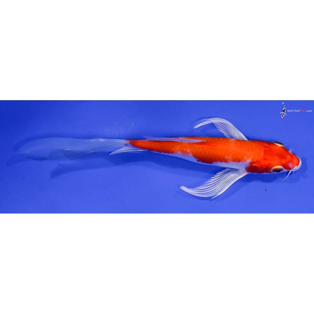 5” Imported Hariwake Butterfly Koi