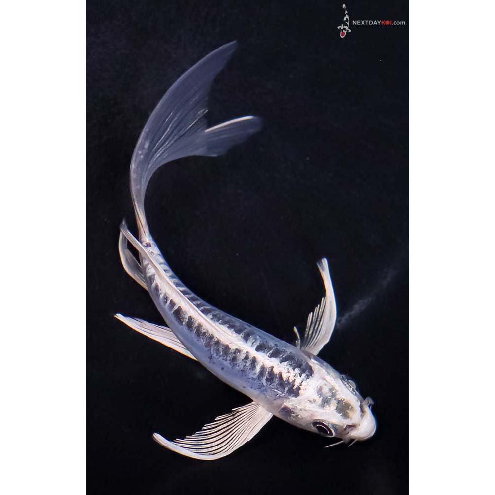 5” Imported Doitsu Blue Gin Matsuba Butterfly Koi