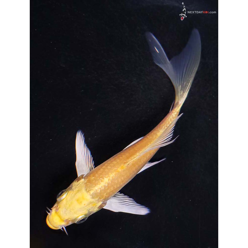 5” Imported Yamabuki Ogon Butterfly Koi