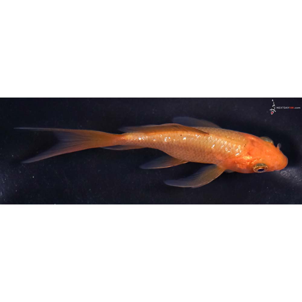 4” Imported Chagoi Butterfly Koi
