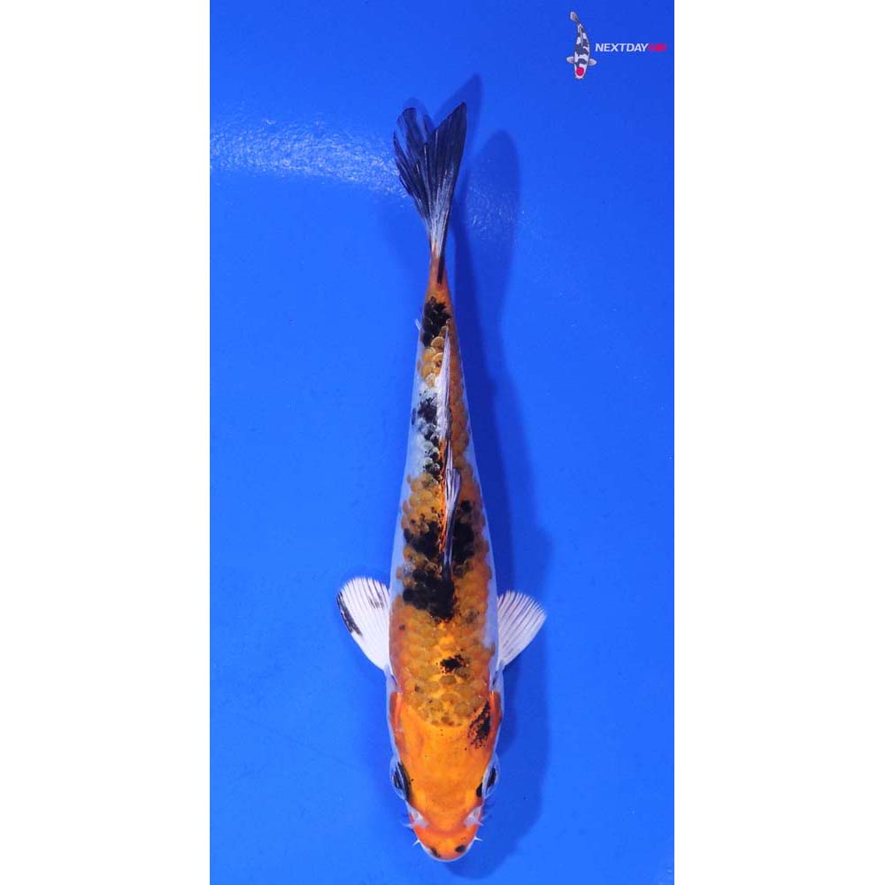 4” Imported Yamato Nishiki