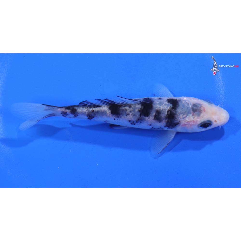 4” Imported Shiro Bekko