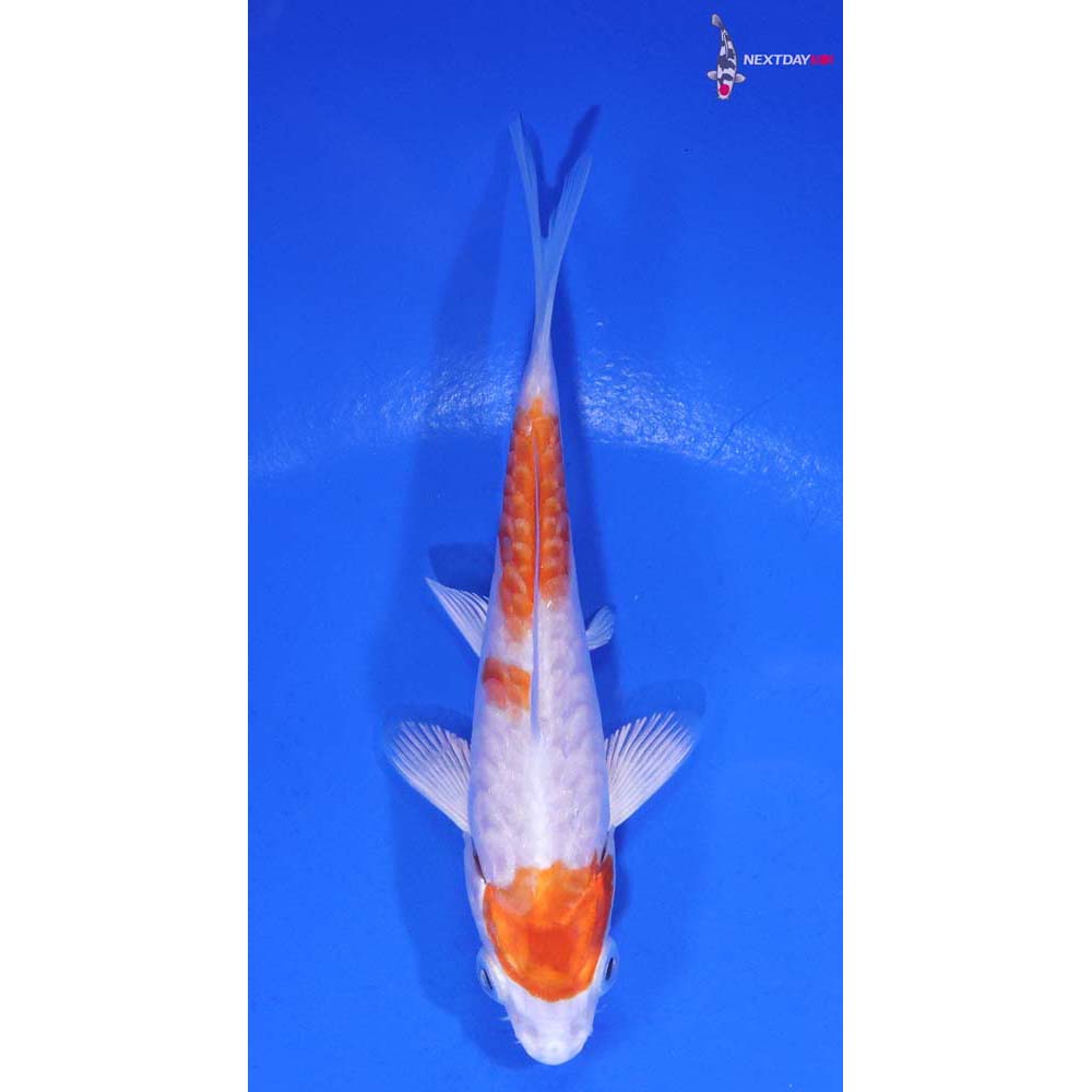 4” Imported Armor Scaled Hariwake