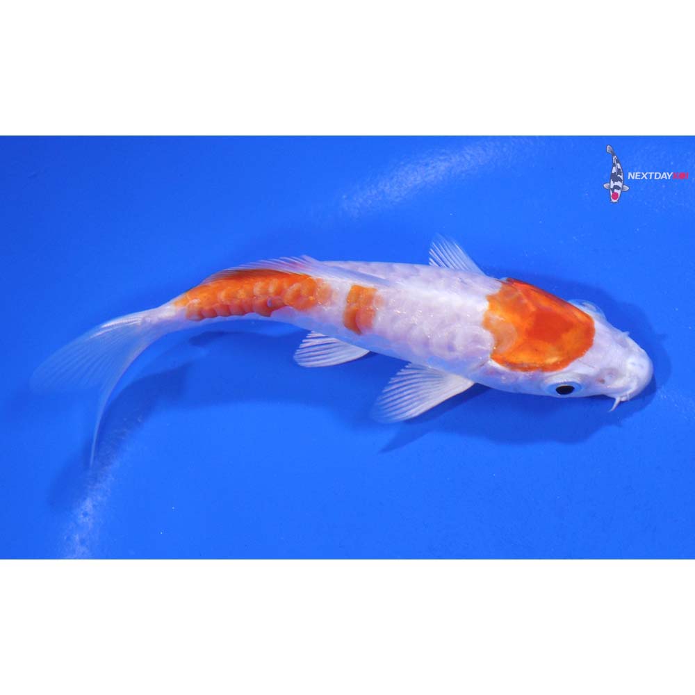 4” Imported Armor Scaled Hariwake