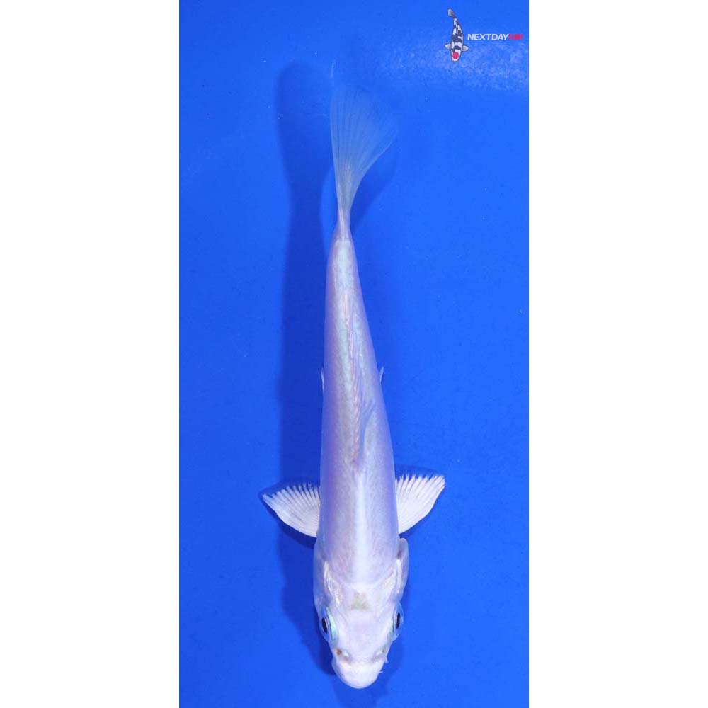 4” Imported Doitsu Platinum Ogon