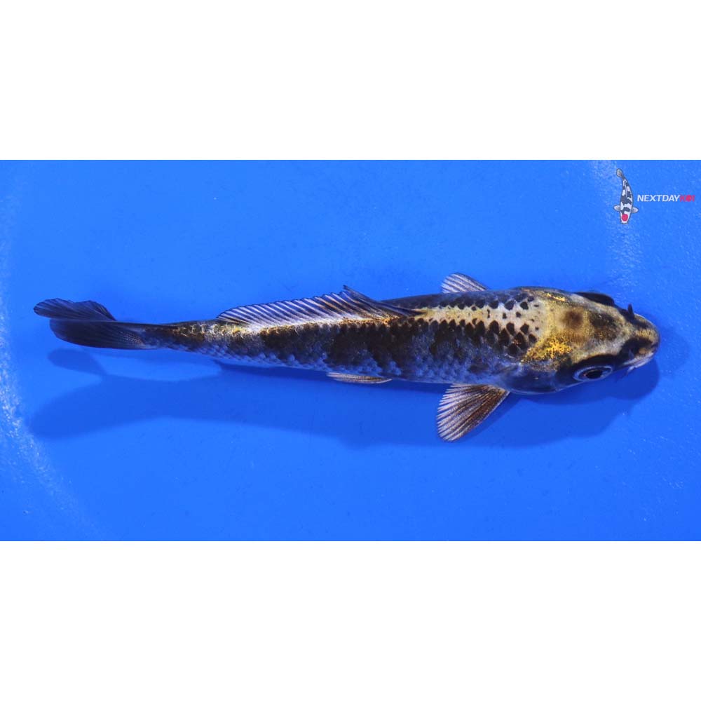 4” Imported Kujaku