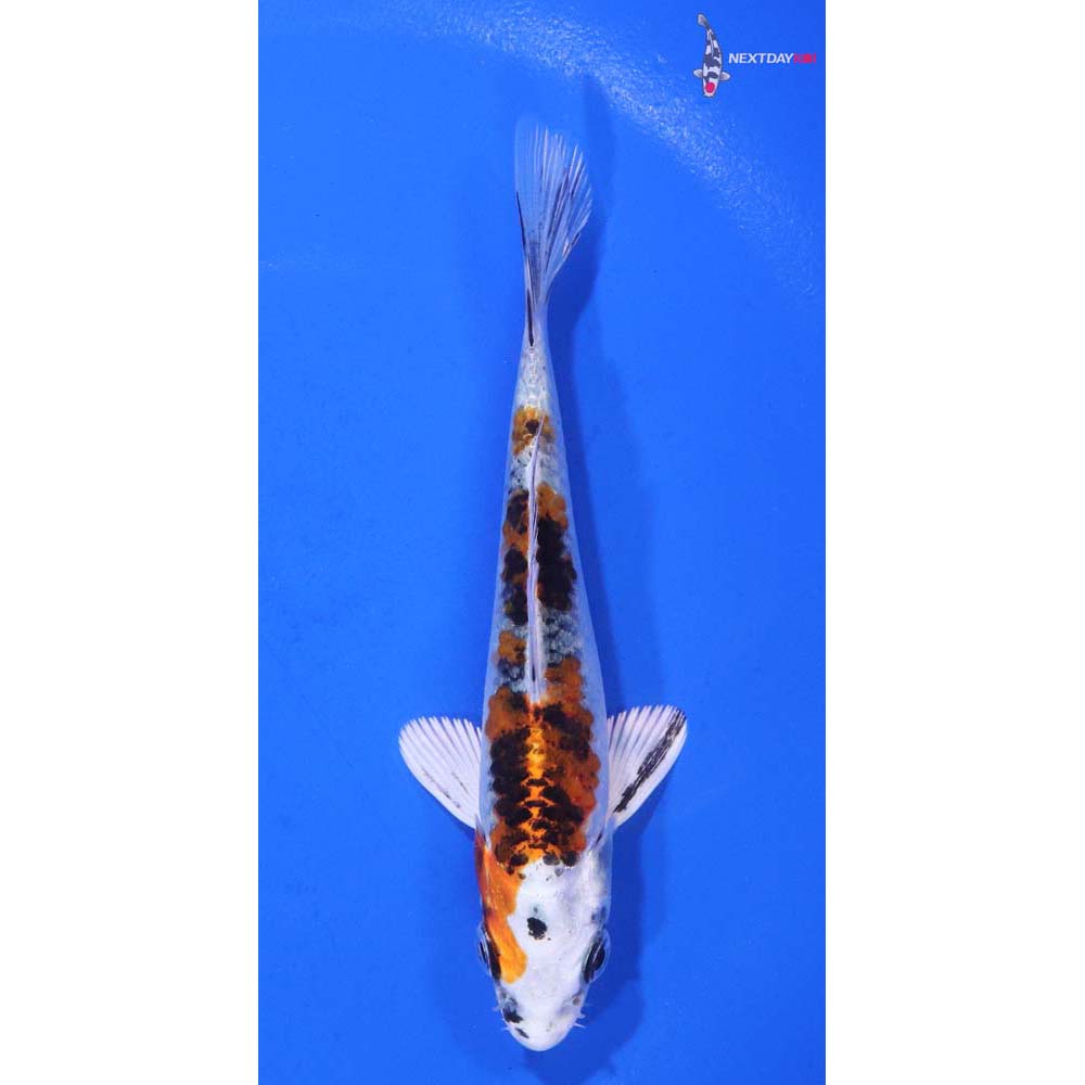 4.5” Imported Yamato Nishiki