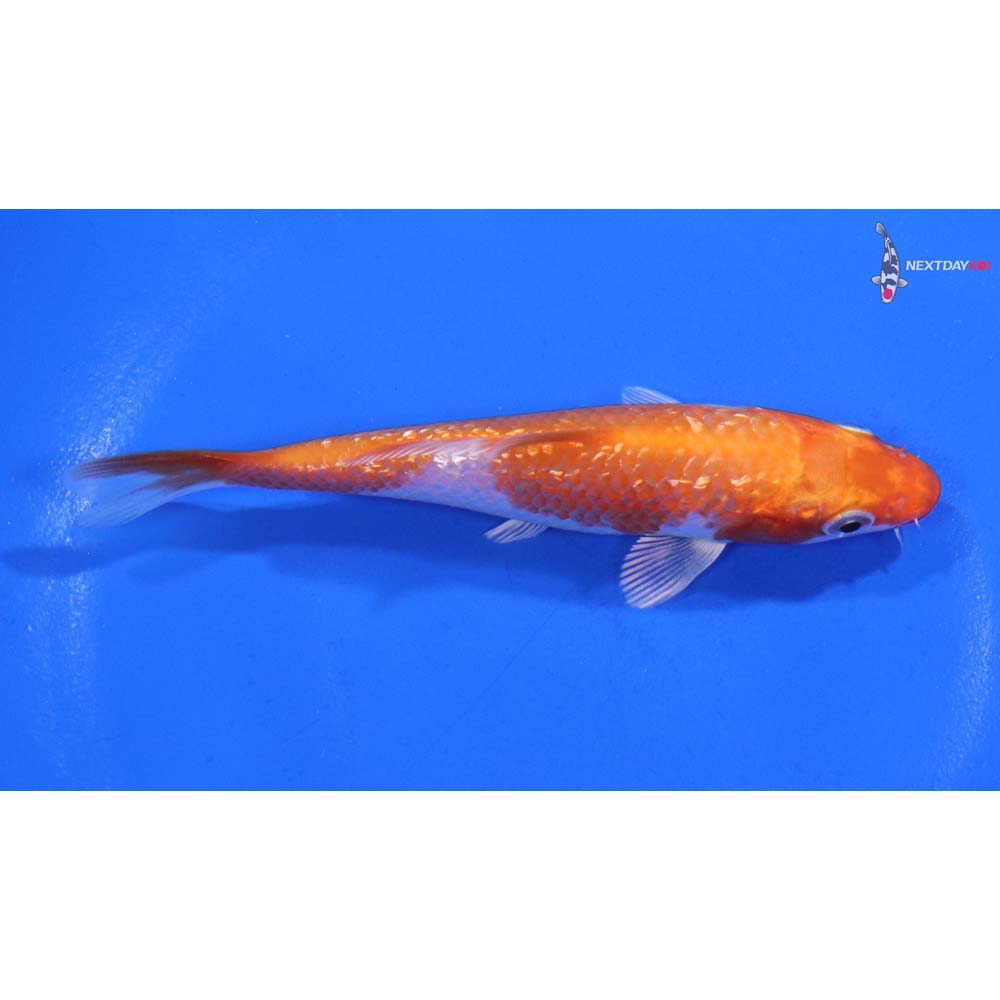 4” Imported Gin Rin Hariwake