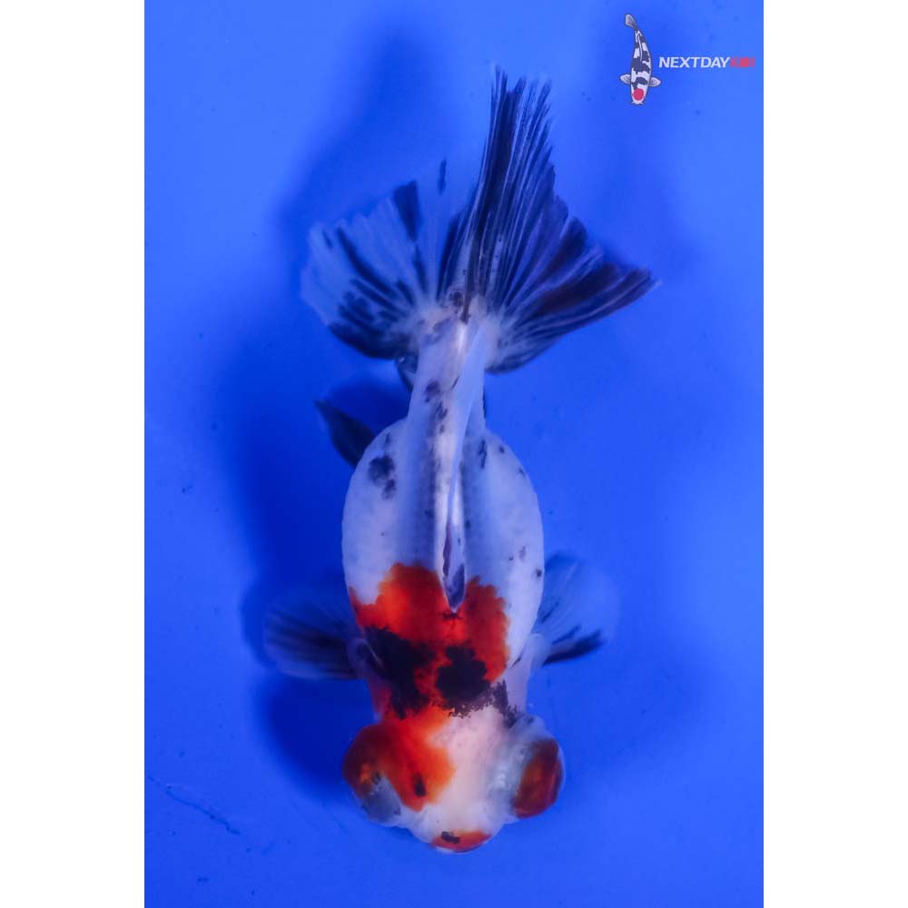 2.5” Imported Calico Telescope Fantail