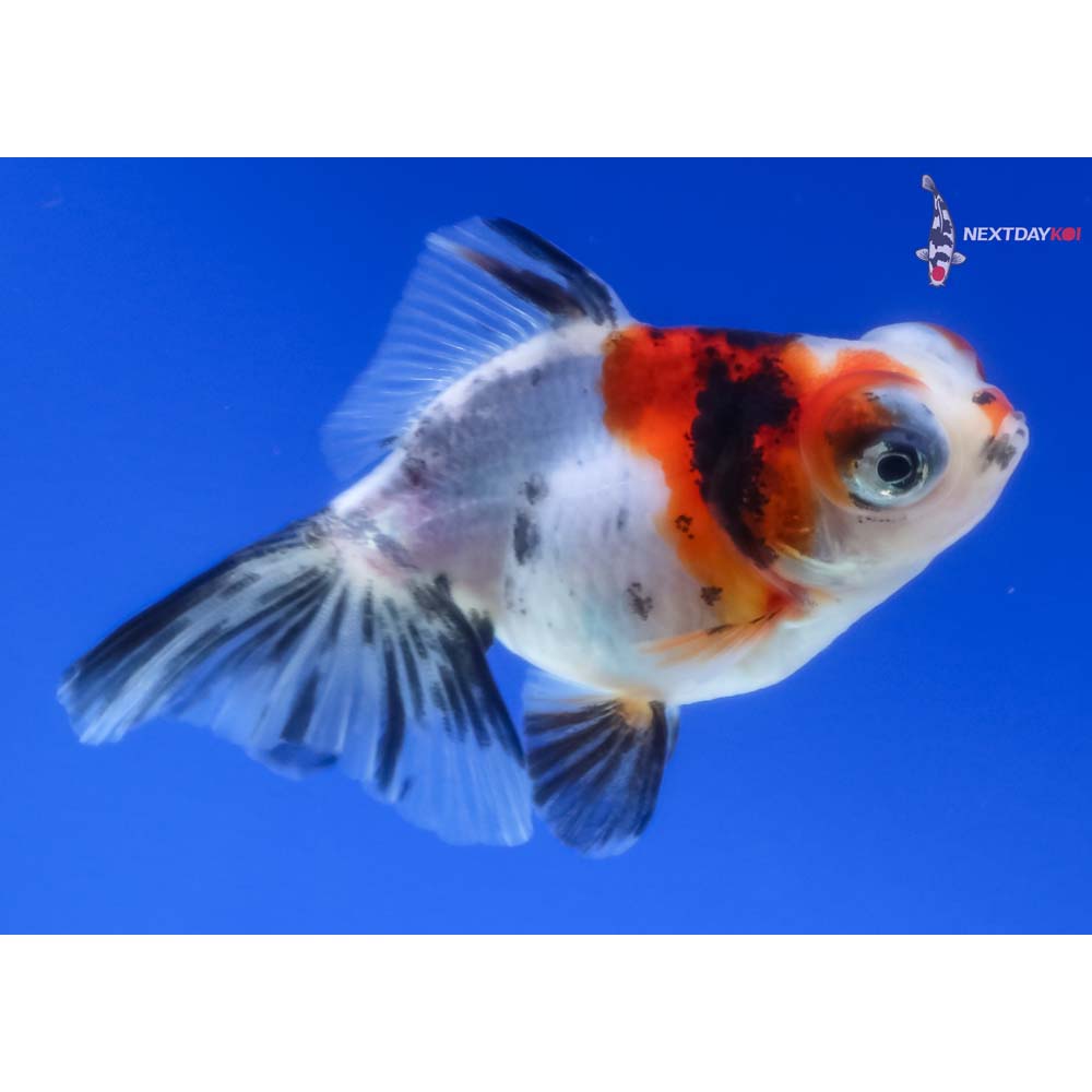 2.5” Imported Calico Telescope Fantail