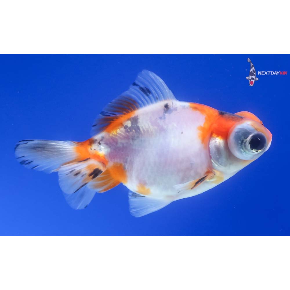 2.5” Imported Calico Telescope Fantail