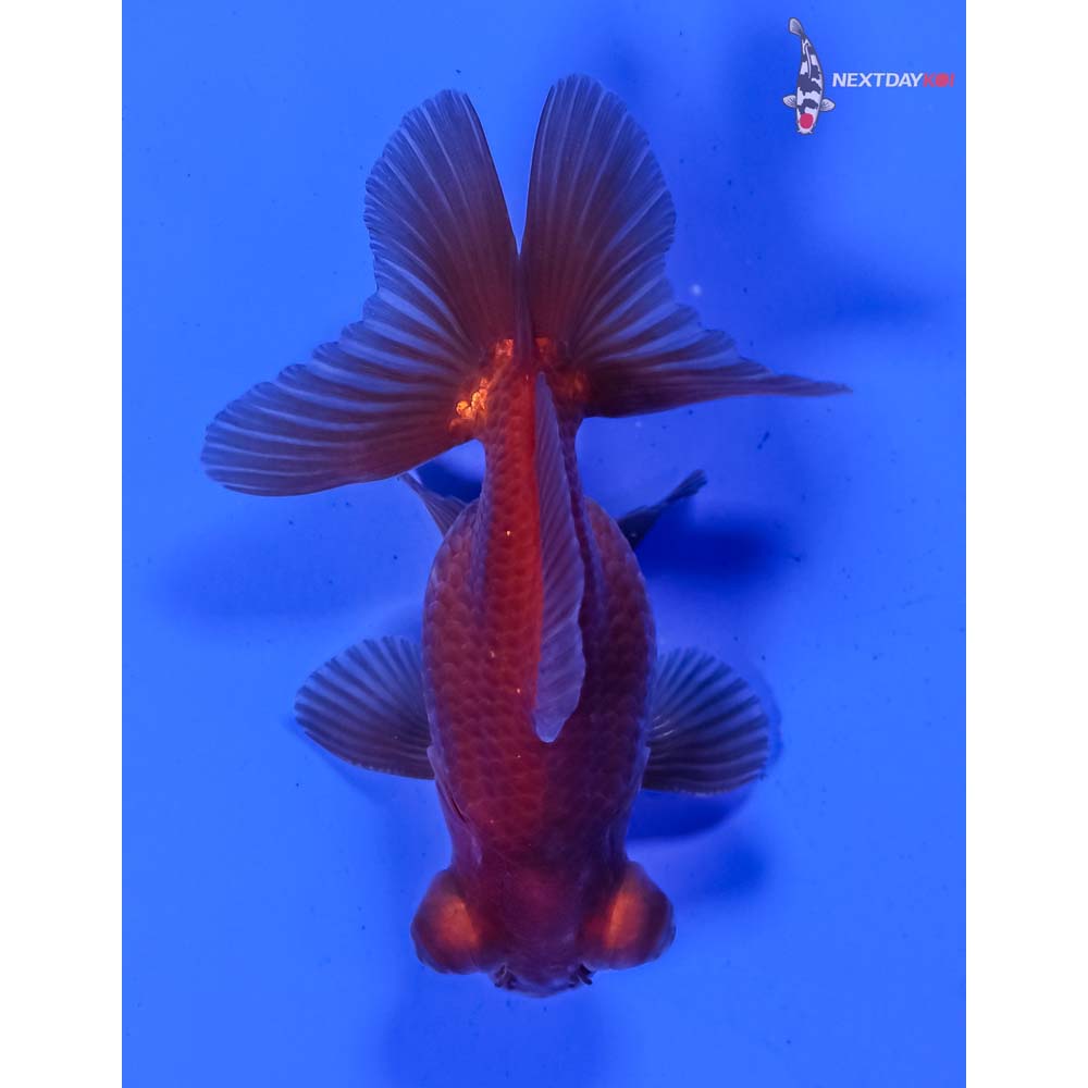 3” Imported Male Bronze Telescope Fantail