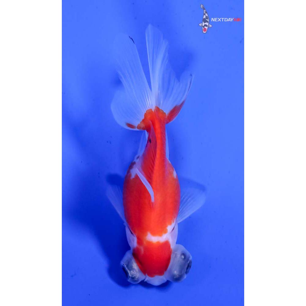 3” Imported Red and White Telescope Fantail