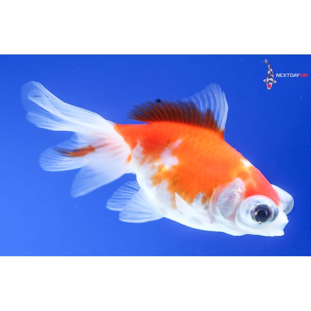 3” Imported Red and White Telescope Fantail