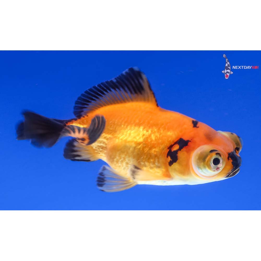 3” Imported Red and Black Telescope Fantail