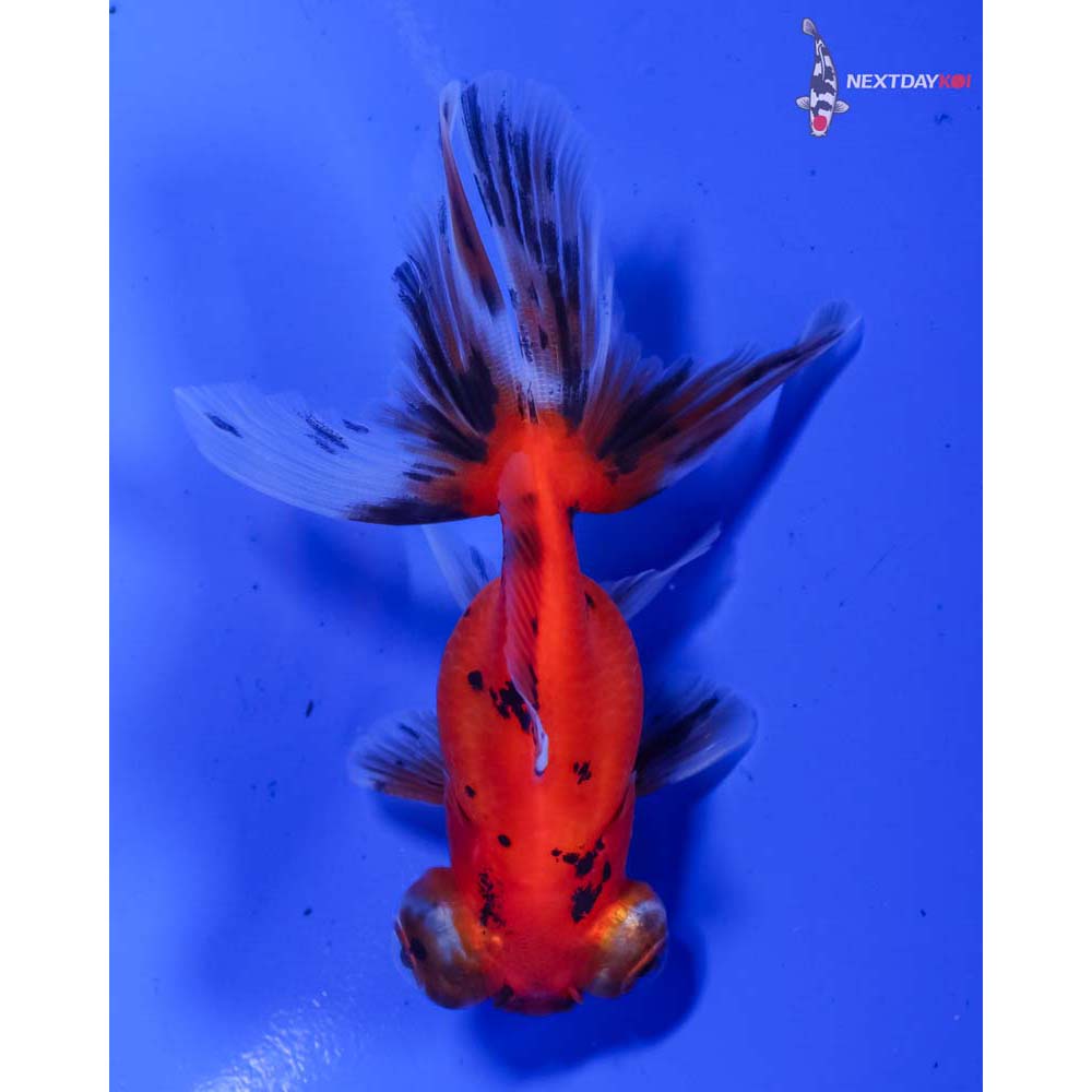 3.5” Imported Calico Telescope Fantail