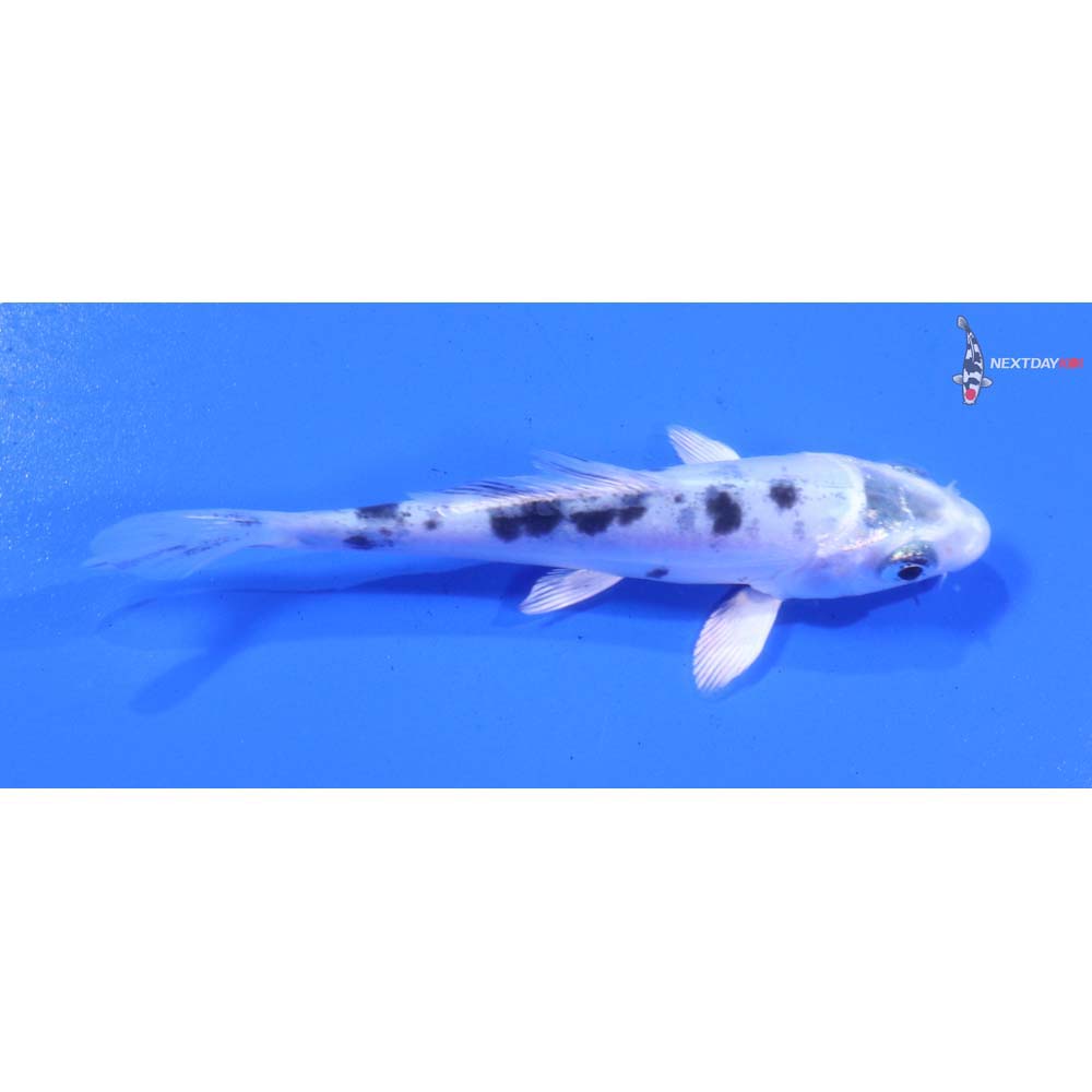 3.5” Imported Doitsu Gin Shiro Bekko