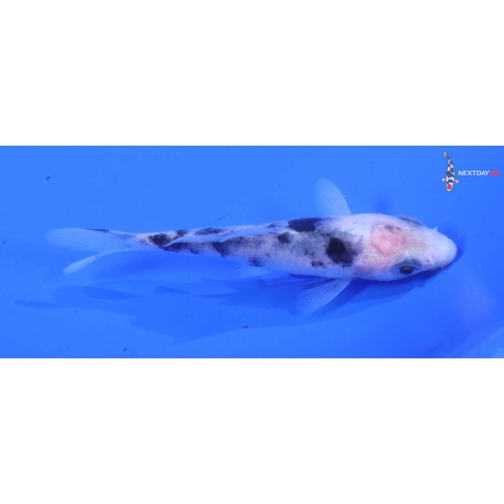 3.5” Imported Shiro Bekko