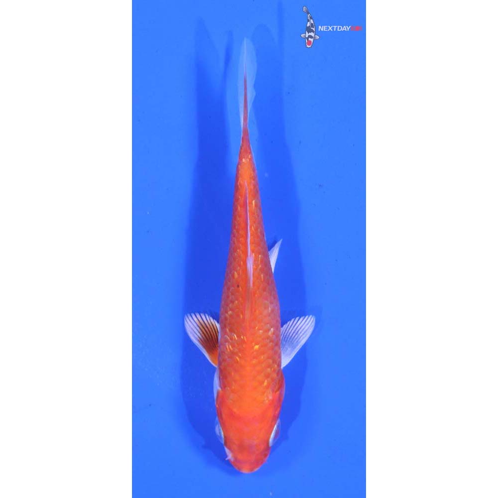 3.5” Imported Gin Rin Hariwake