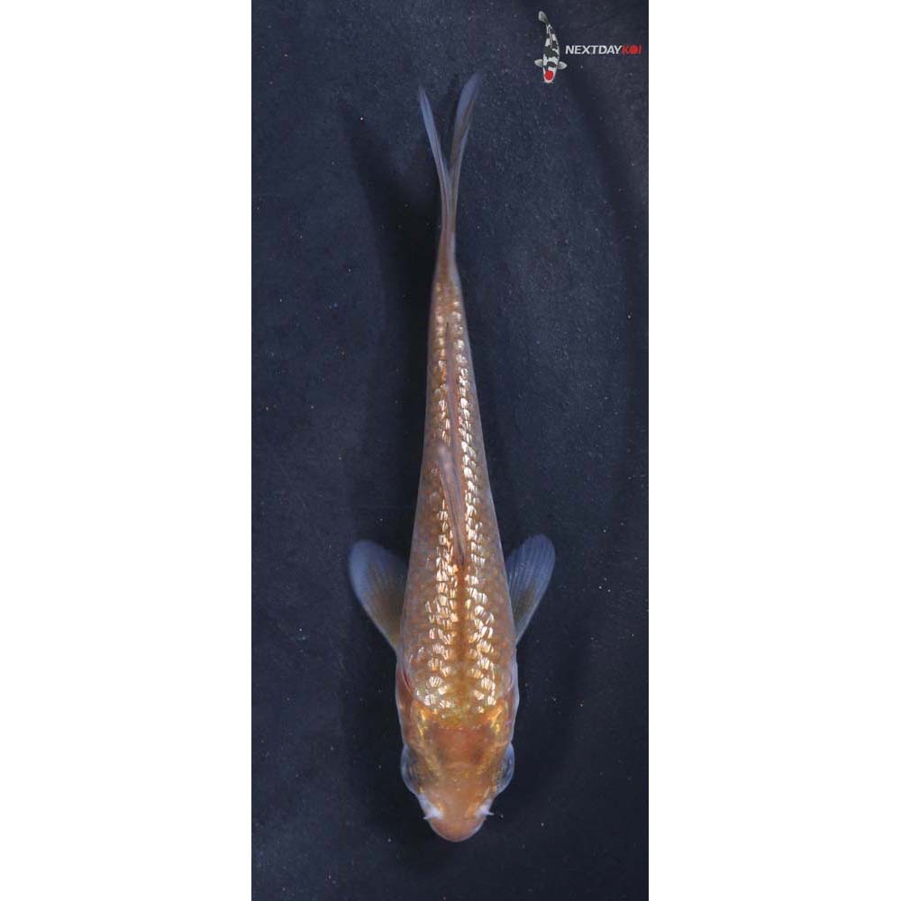 3.5” Imported Gin Rin Ochiba Shigure