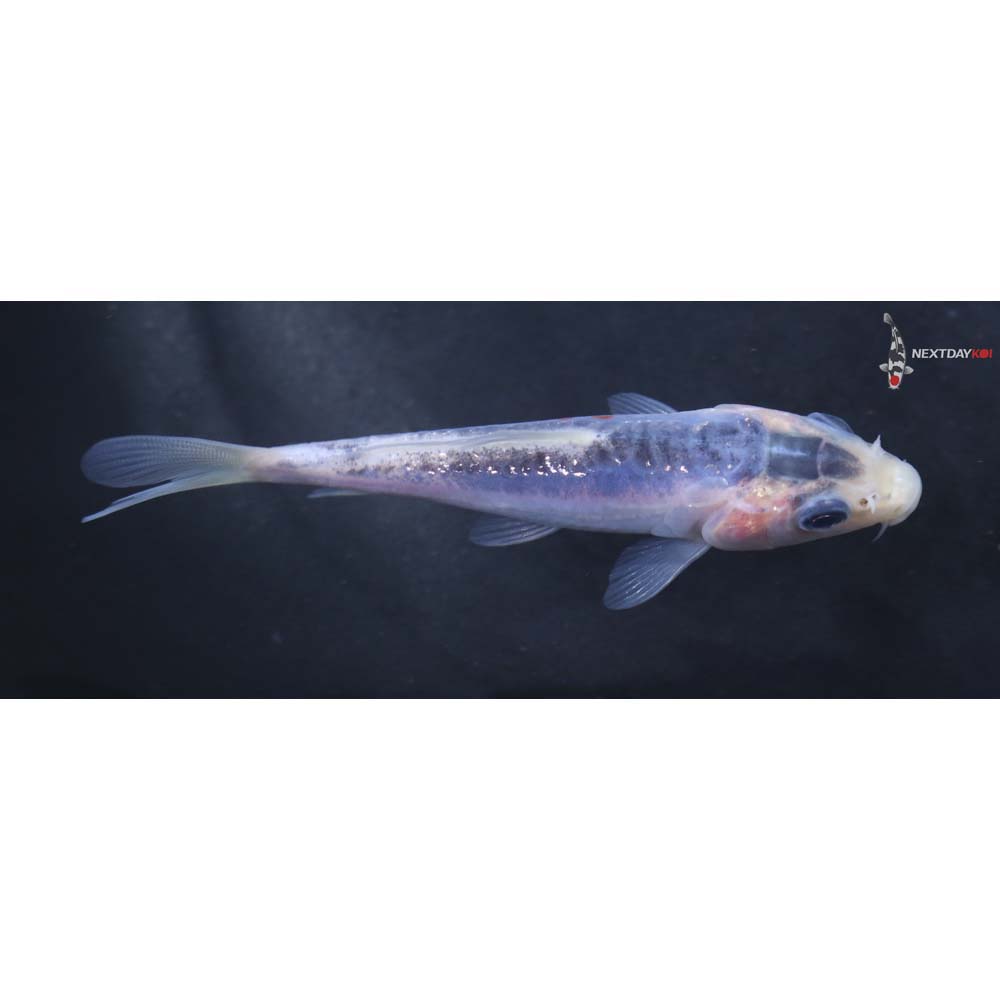 3.5” Imported Shusui