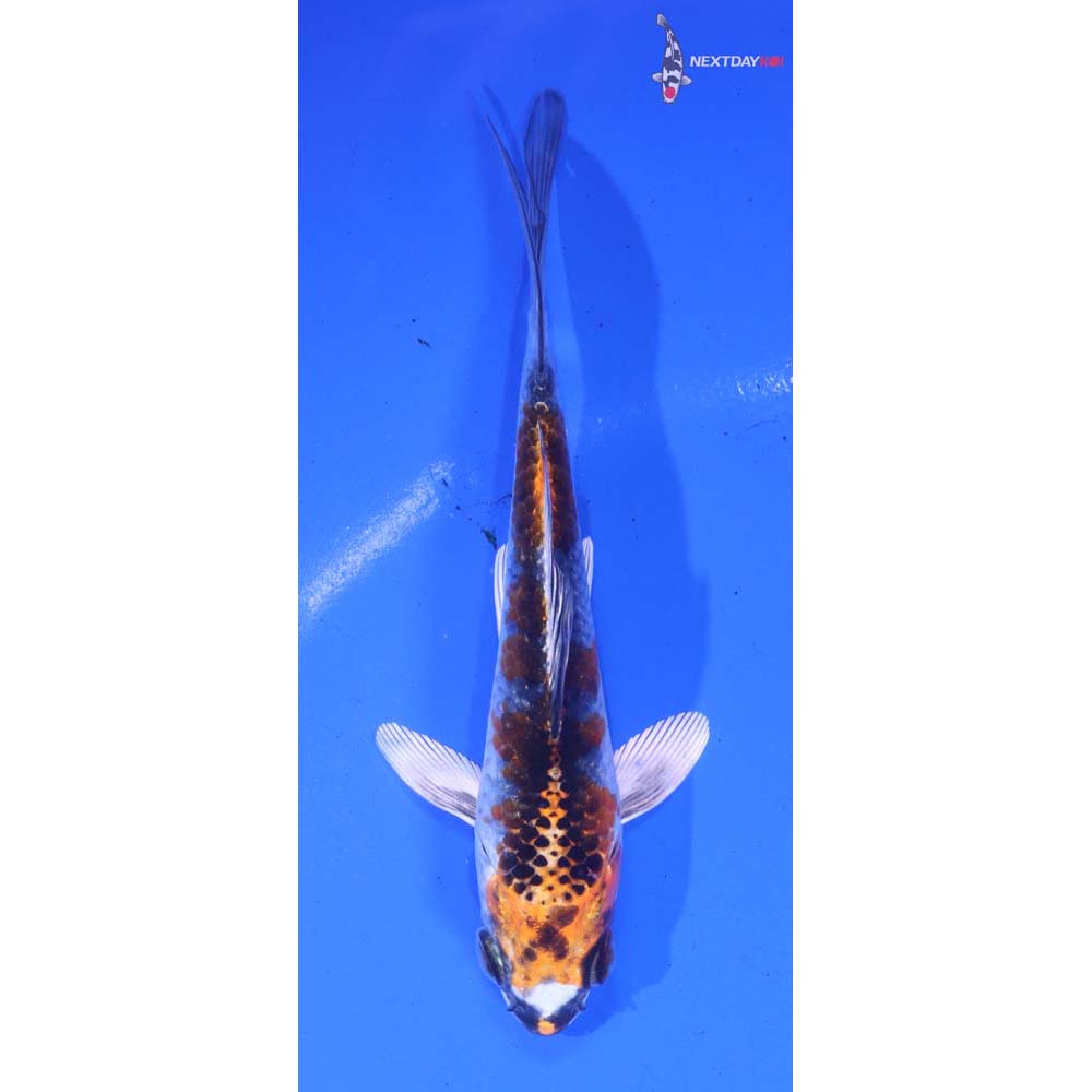 4” Imported Kujaku