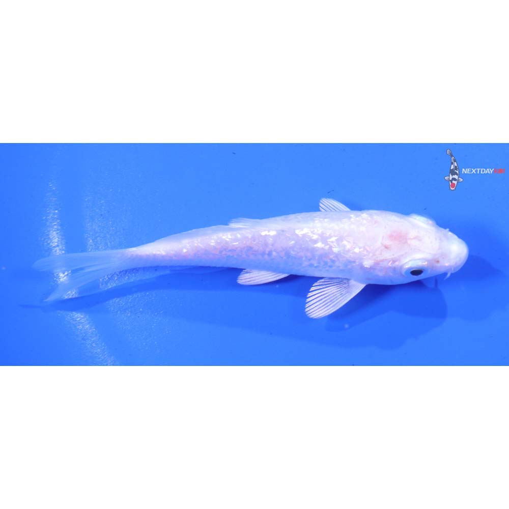 4” Imported Gin Rin Platinum Ogon