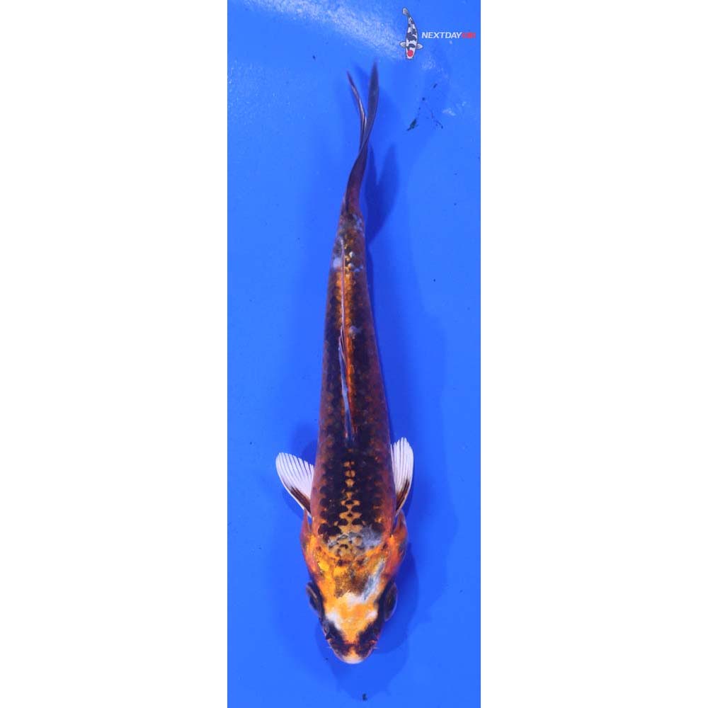 4” Imported Kujaku