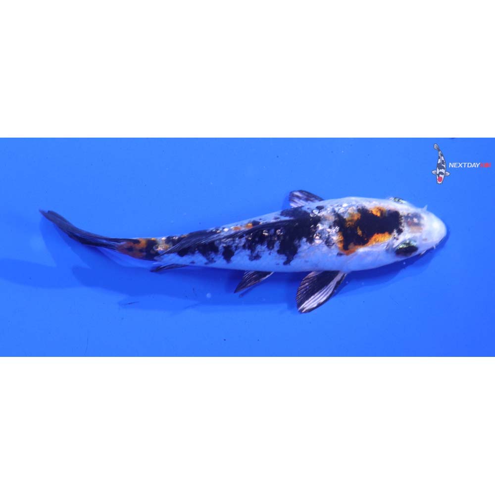 Alternative view of 4” Imported Gin Rin Yamato Nishiki