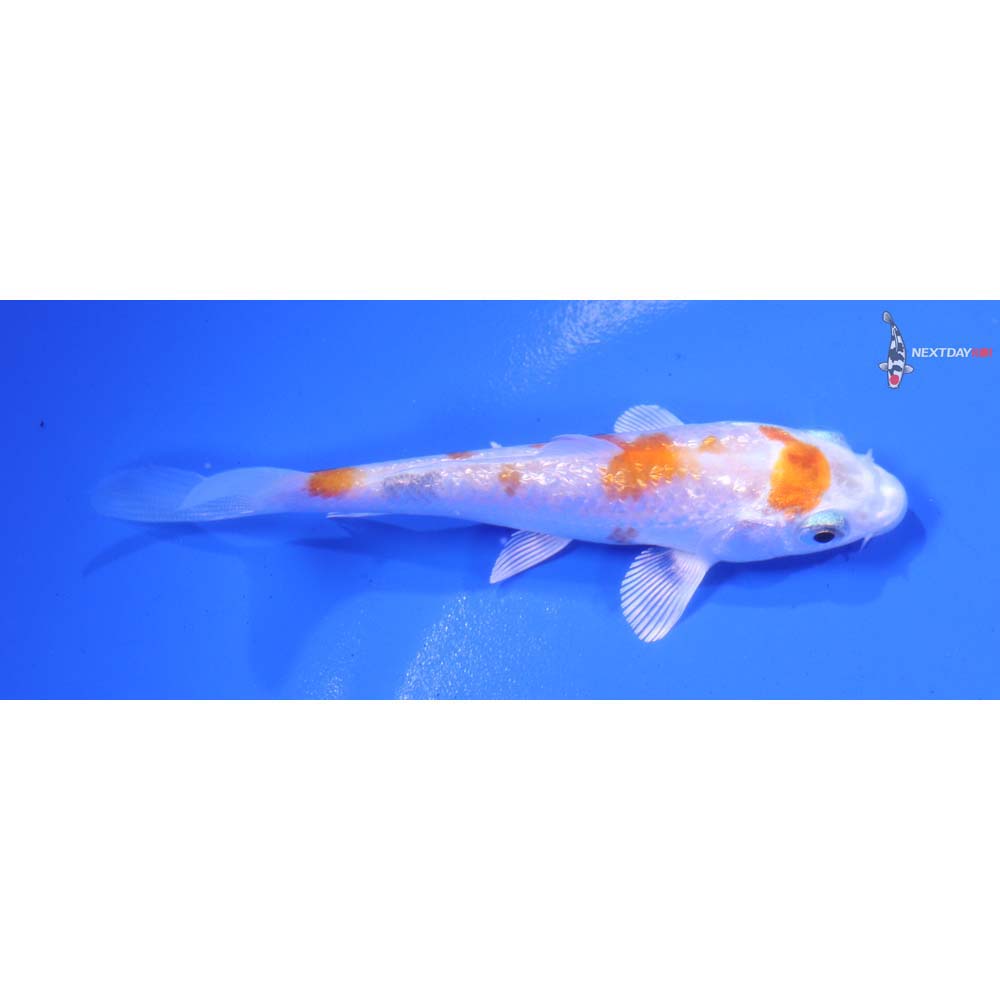 3.5” Imported Gin Rin Hariwake