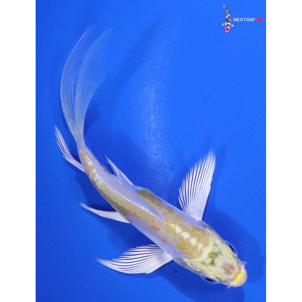 4” Imported Doitsu Lemon Hariwake Butterfly Koi