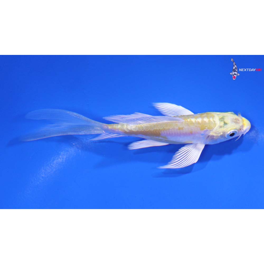 4” Imported Doitsu Lemon Hariwake Butterfly Koi