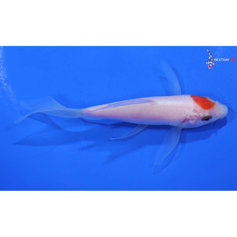 4” Imported Kohaku Butterfly Koi