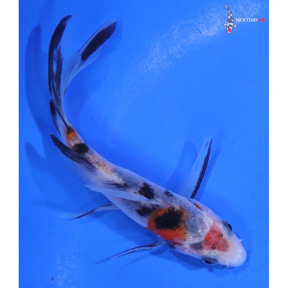 4” Imported Sanke Butterfly Koi