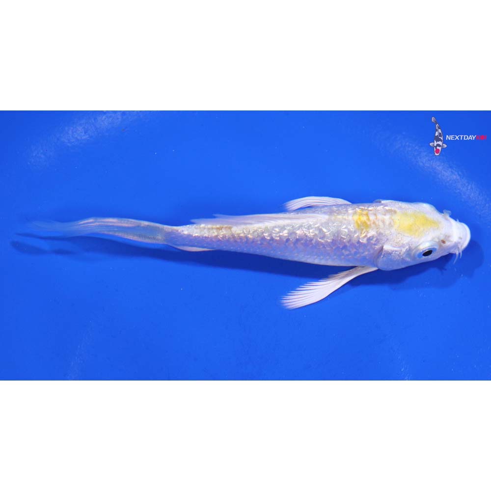 4” Imported Gin Rin Lemon Hariwake Butterfly Koi
