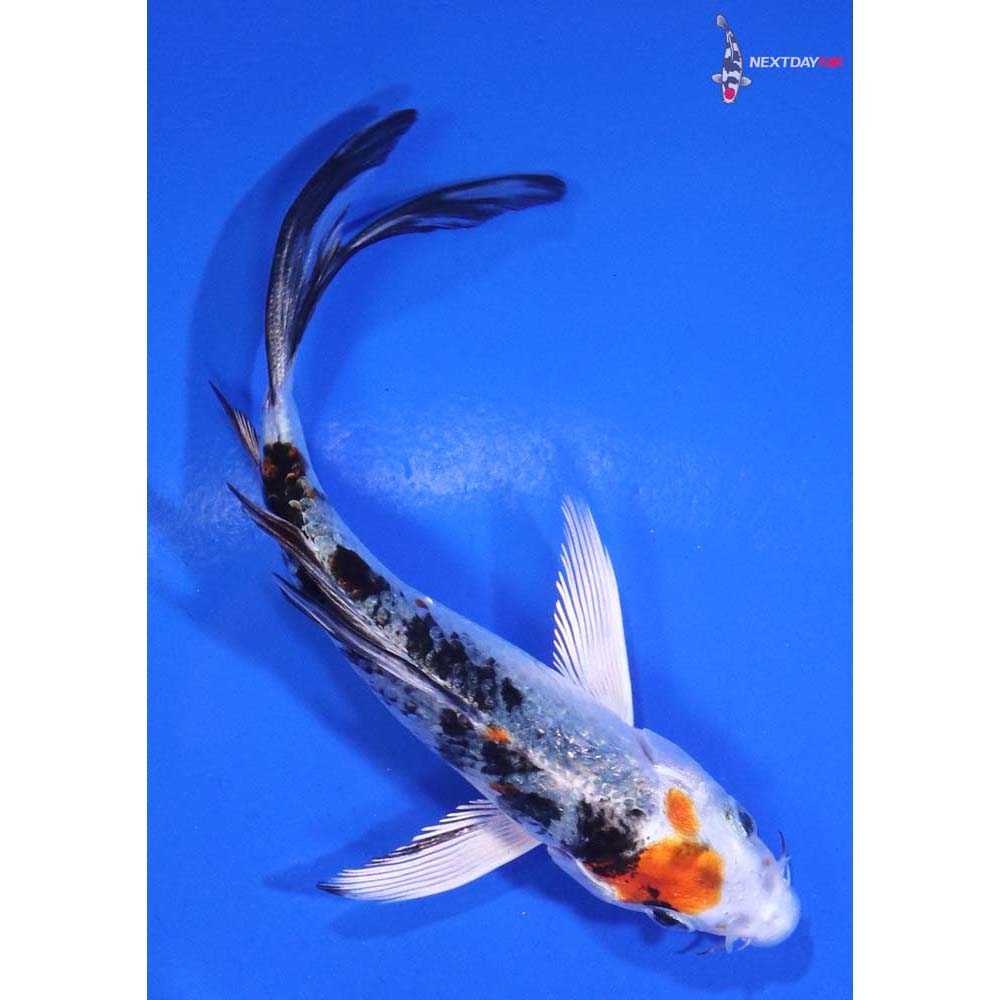 4” Imported Yamato Nishiki Butterfly Koi