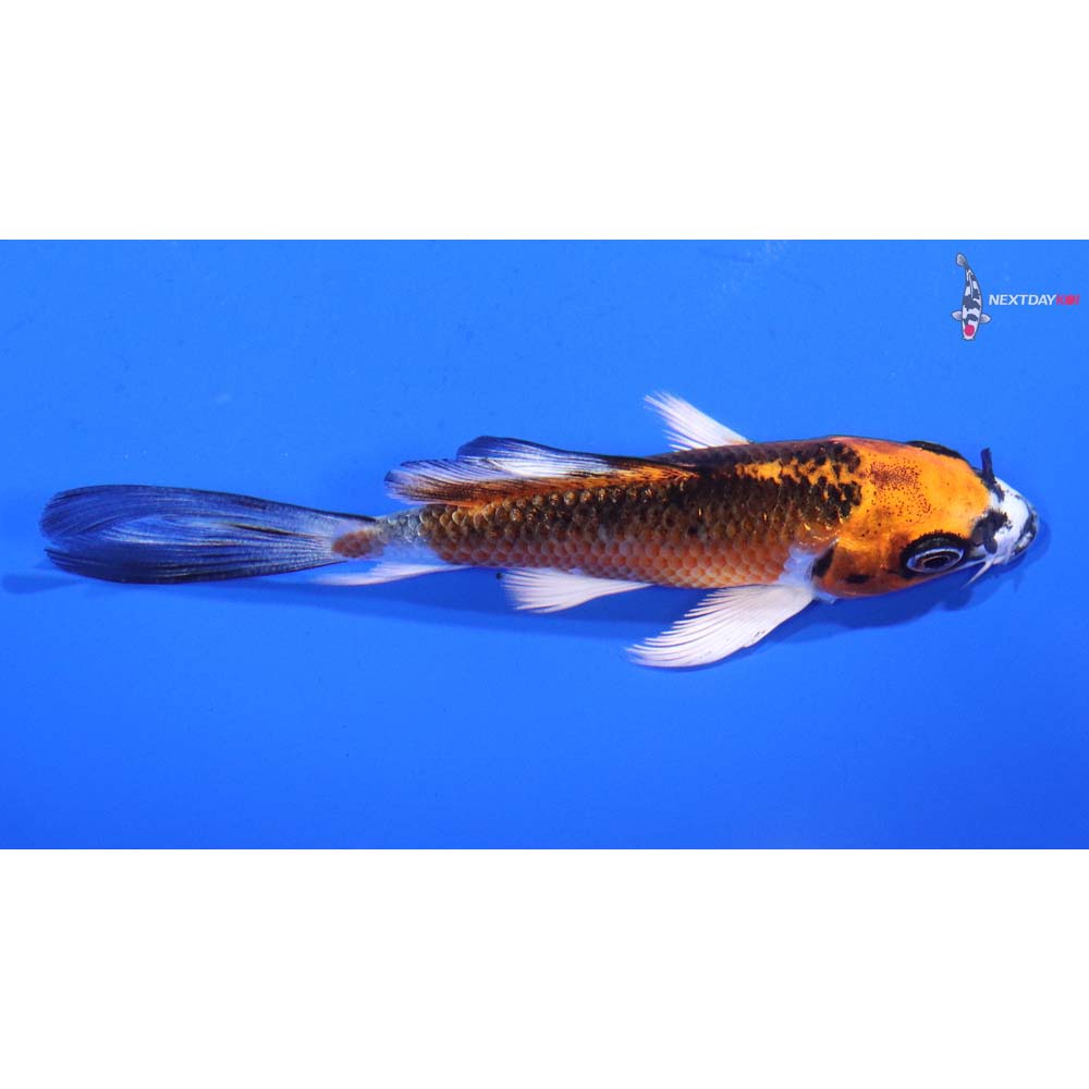 4” Imported Kujaku Butterfly Koi