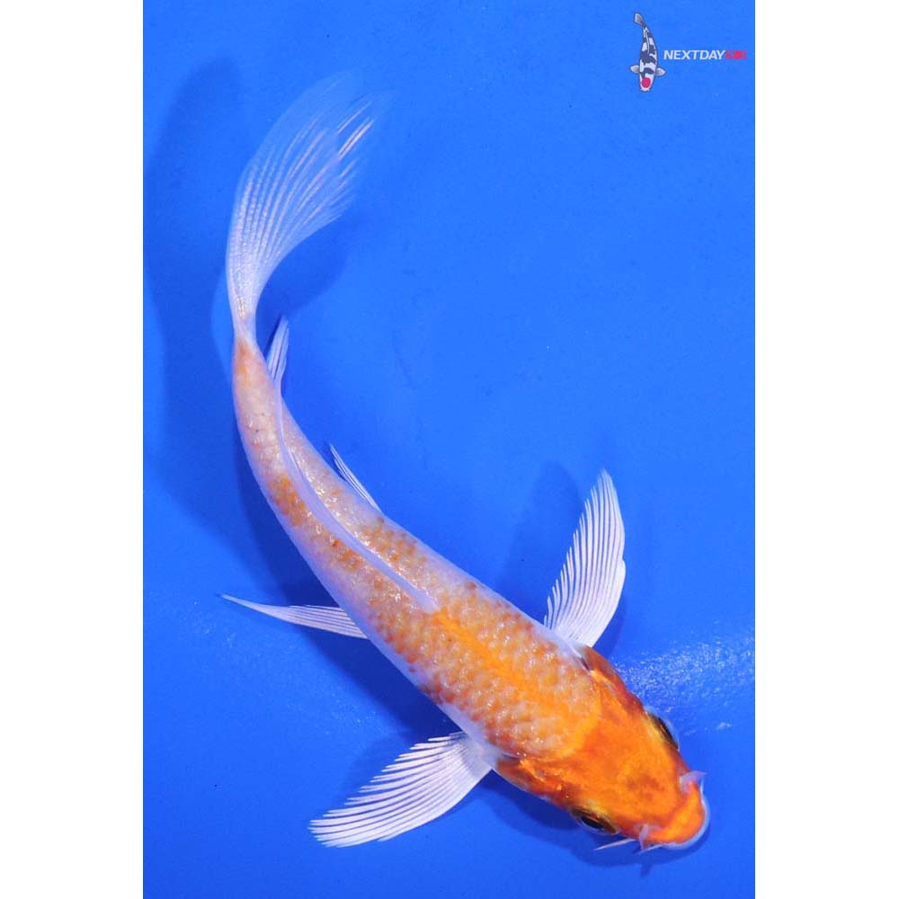 4” Imported Hariwake Butterfly Koi