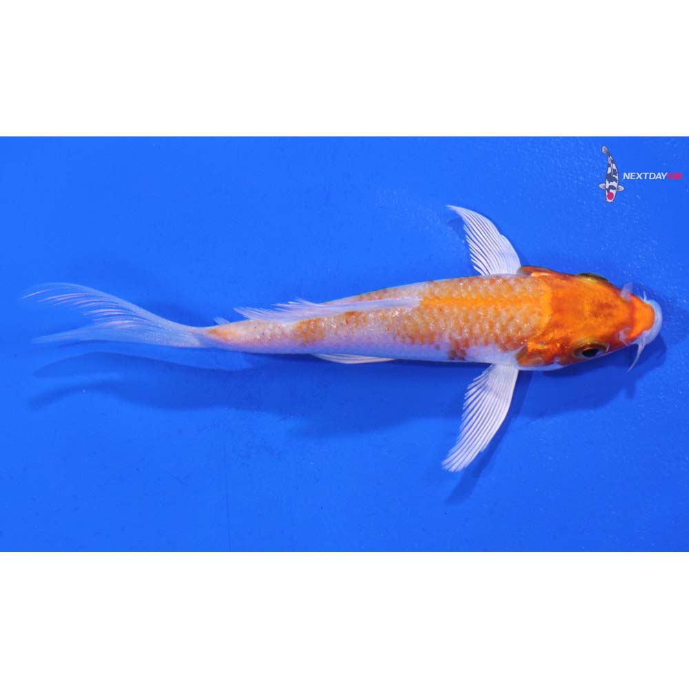 4” Imported Hariwake Butterfly Koi