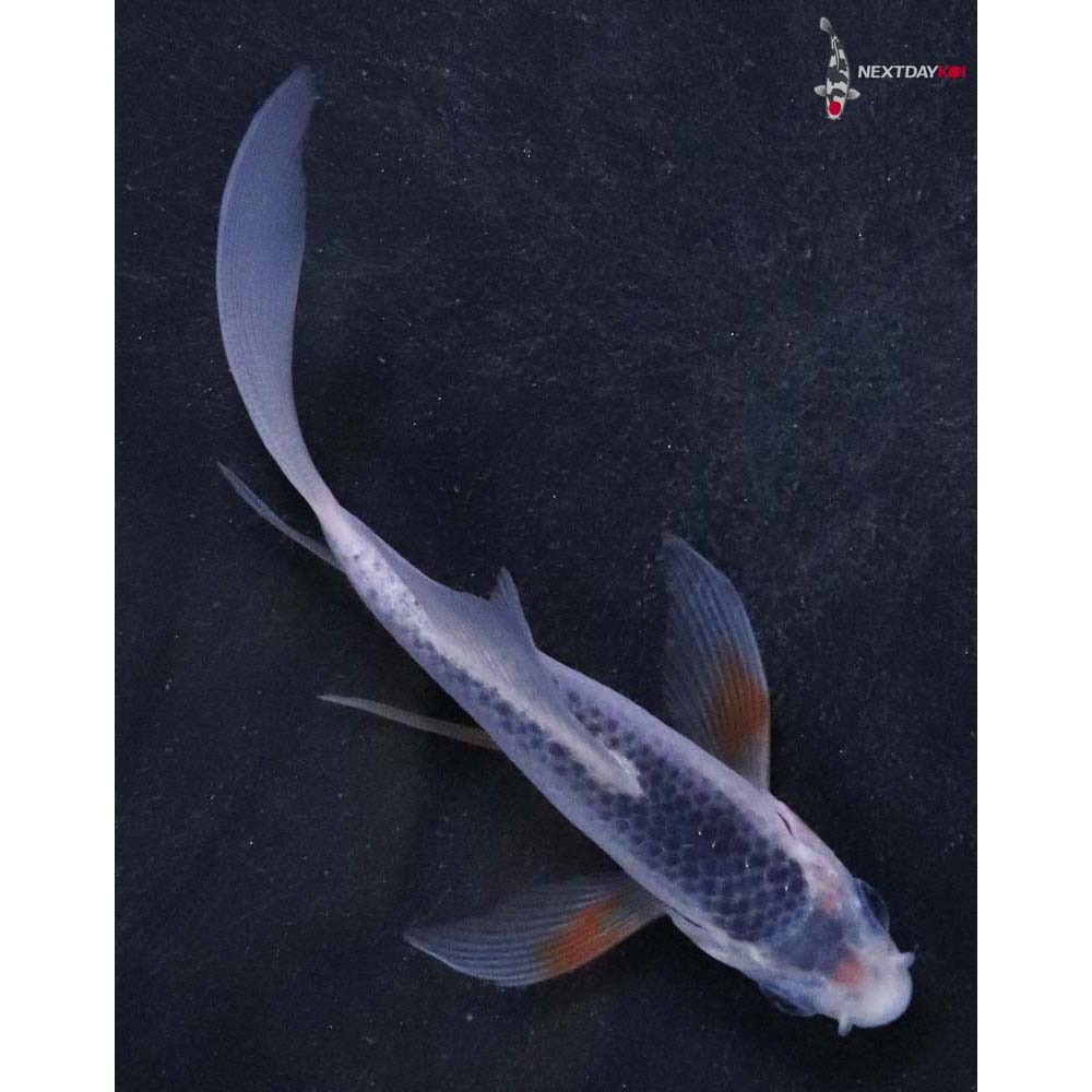 4” Imported Asagi Butterfly Koi