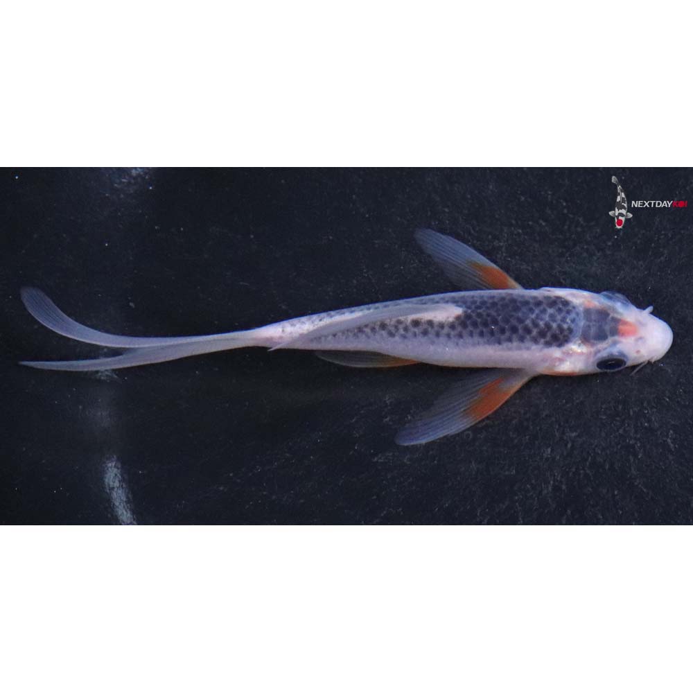 4” Imported Asagi Butterfly Koi